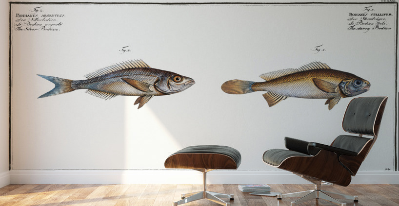 1. Starry Bodian Bodianus stellifer 2. Silver Bodian Bodianus Argenteus Wall Murals