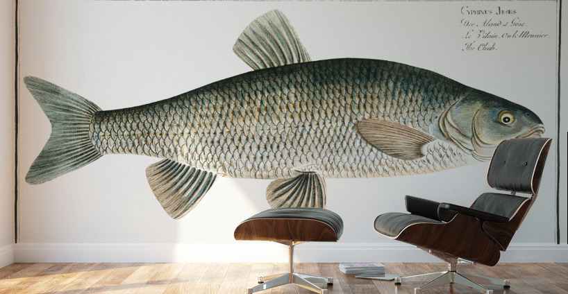Chub Cyprinus Jeses Wall Murals