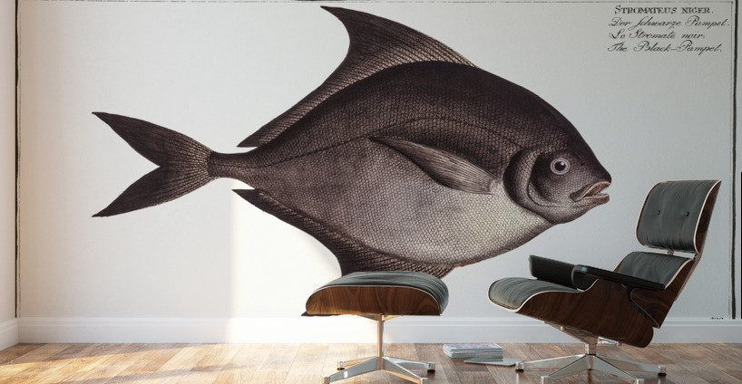 Black-Pampel Stromateus niger Wall Murals