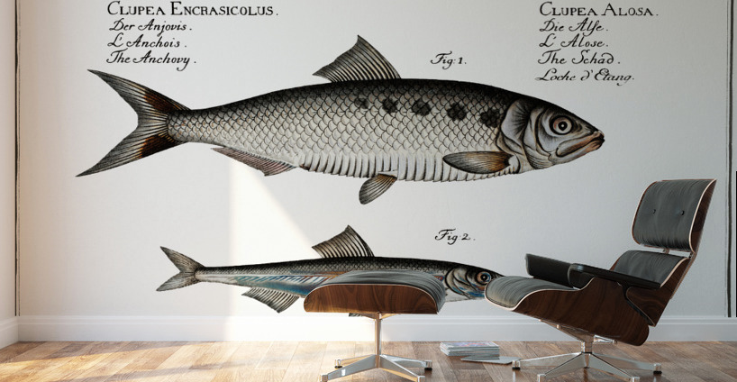 1. Schad Clupea Alosa 2. Anchovy Clupea Encrasicolus Wall Murals