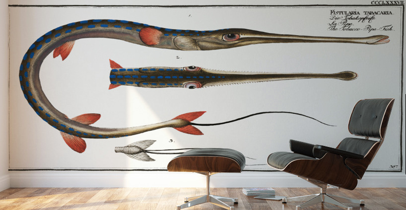 Tobacco-Pipe-Fish Fistularia tabacaria Wall Murals