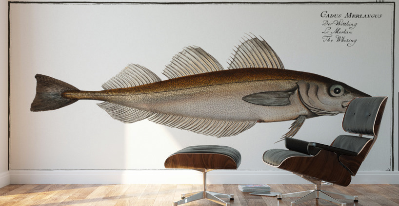 Whiting Gadus Merlangus Wall Murals