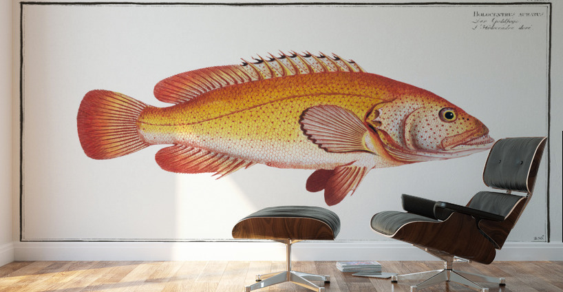 Holocentrus auratus Wall Murals
