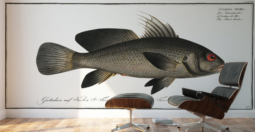 Black-Umber Sciaena nigra Wall Murals