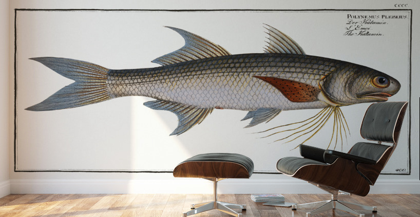 Kalamin Polynemus plebeius Wall Murals