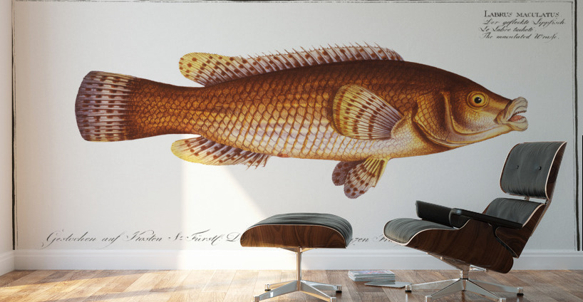 Maculated Wrasse Labrus maculatus Wall Murals