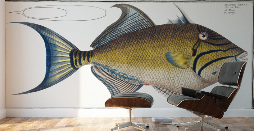 Old-Wife Balistes Vetula Wall Murals