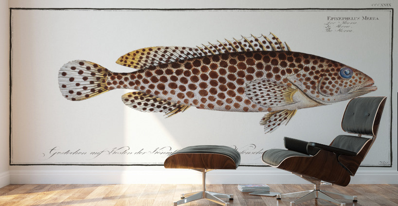 Merra Epinephelus Merra Wall Murals