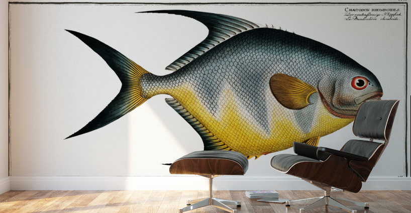 Chaetodon rhomboides Wall Murals
