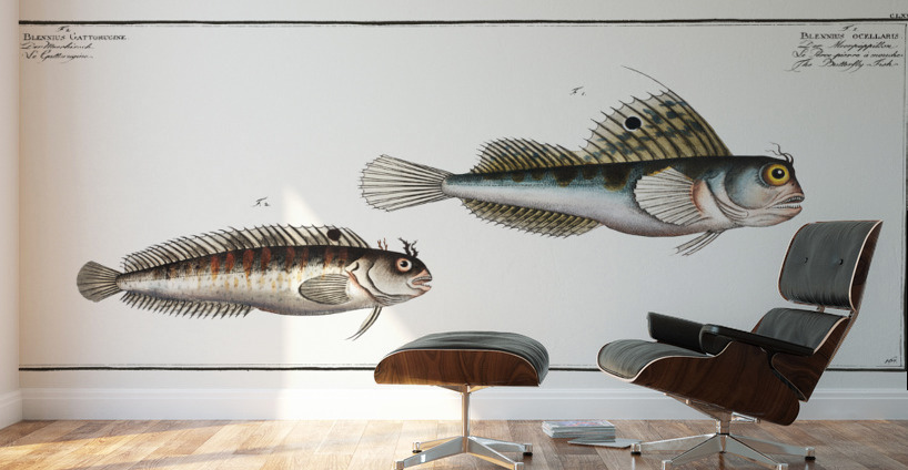 1. Butterfly-fish Blennius ocellaris 2. Blennius Gattorugine Wall Murals