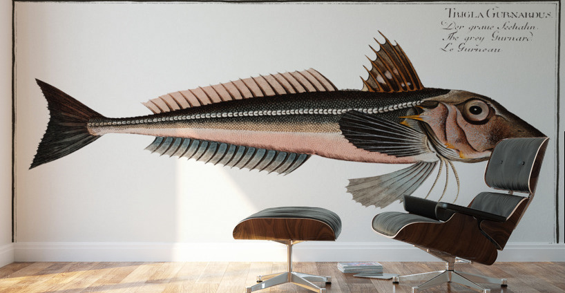 Grey Gurnard Trigla Gurnardus Wall Murals