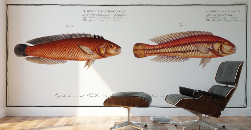 1. Double-Striped Wrasse Labrus bivittatus 2. Great-Scaled Wrasse Labrus macrolepidotus Wall Murals