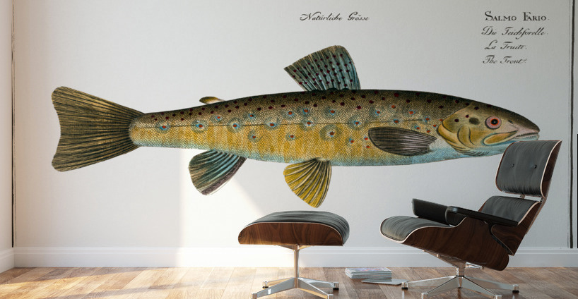 Trout Salmo Fario Wall Murals