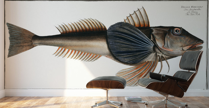 Tub-Fish Trigla Hirundo Wall Murals