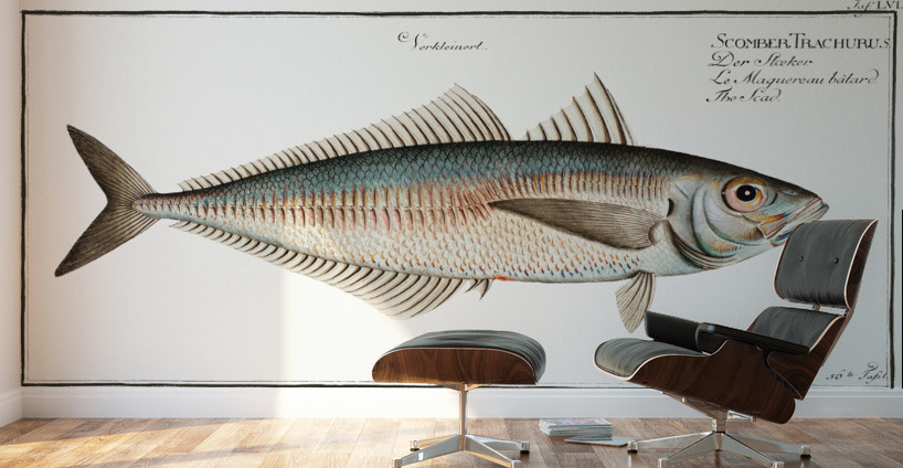 Scad Scomber Trachurus Wall Murals