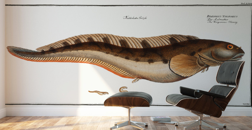 Viviparous Blenny Blennius Viviparus Wall Murals