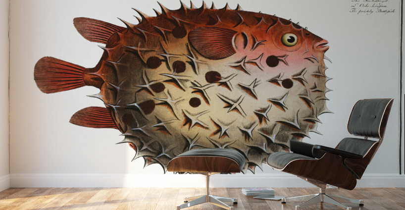 Prickly Bottlefish Diodon orbicularis Wall Murals