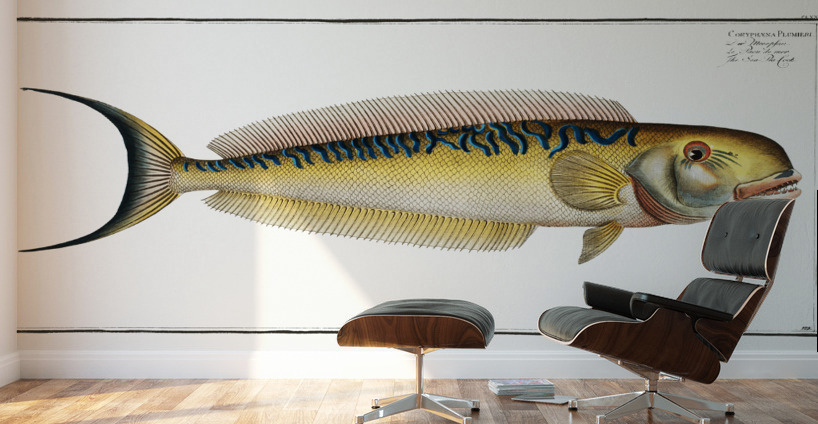 Sea Pea-Cock Coryphaena Plumieri Wall Murals