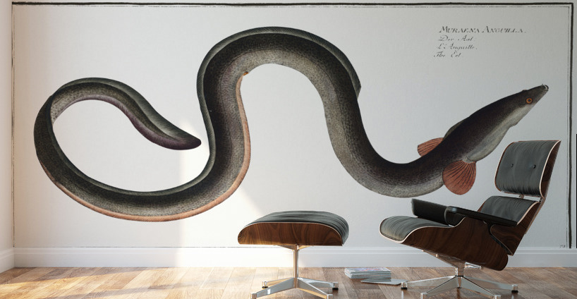 Eel Muraena Anguilla Wall Murals