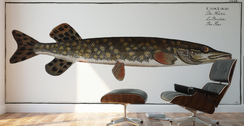 Pike Esox Lucio Wall Murals