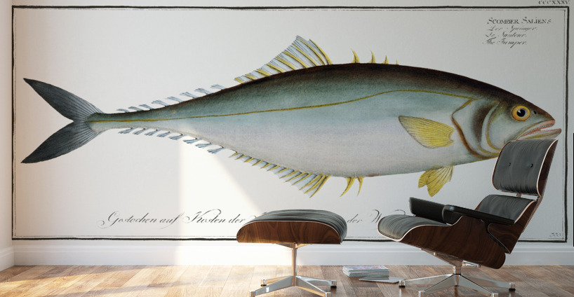 Jumper Scomber Saliens Wall Murals