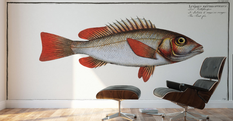 Red-fin Lutjanus erythropterus Wall Murals