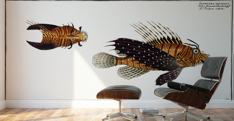 Scorpaena volitans Wall Murals