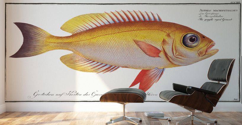 Goggle-eyed Grunt Anthias macrophthalmus Wall Murals