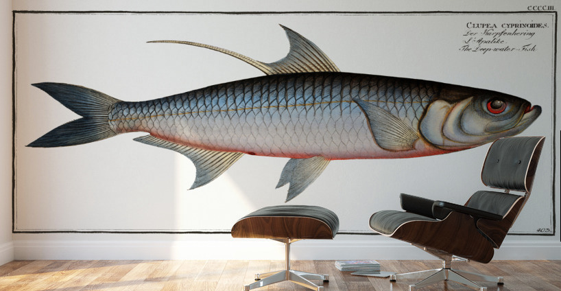 Deep-water Fish Clupea cyprinoides Wall Murals