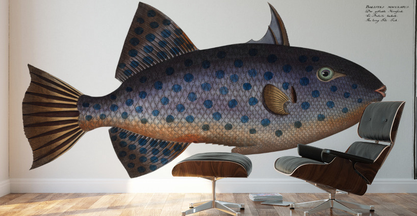 Long File-Fish Balistes maculatus Wall Murals