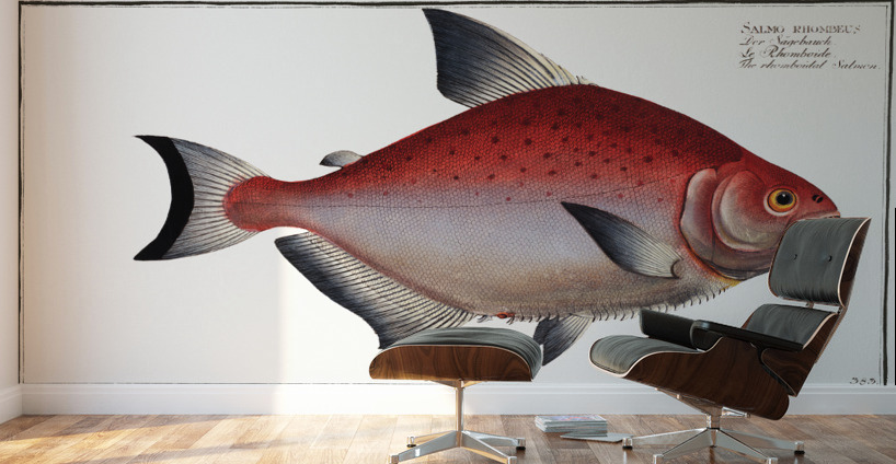 Rhomboidal Salmon Salmo rhombeus Wall Murals