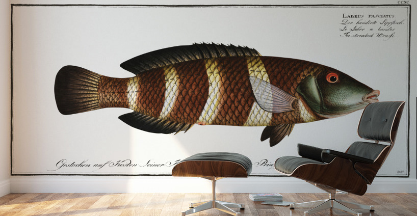 Streaked Wrasse Labrus fasciatus Wall Murals