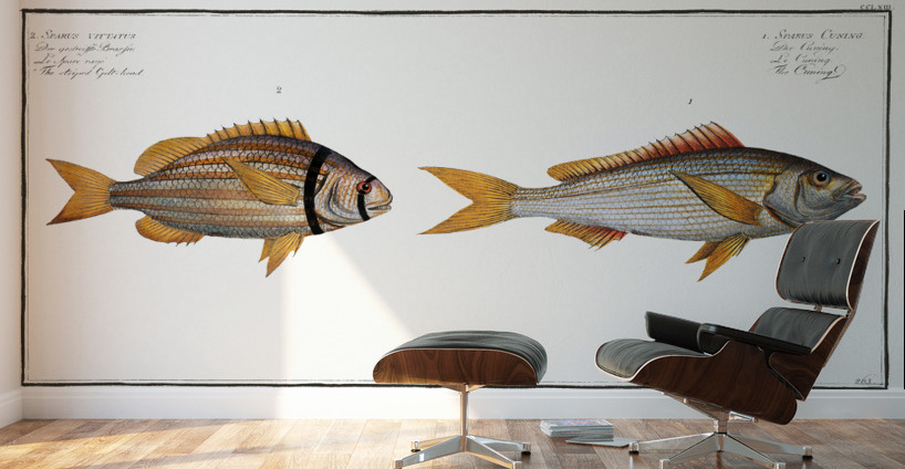 1. Cuning Sparus Cuning 2. Striped Gilt-head Sparus vittatus Wall Murals