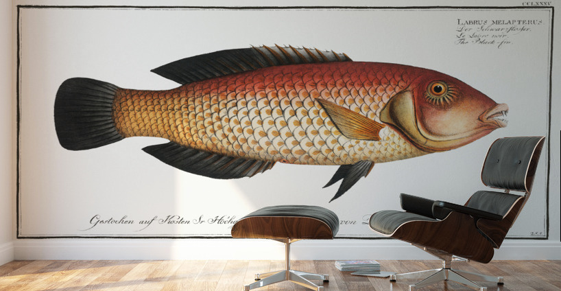 Black-fin Labrus melapterus Wall Murals
