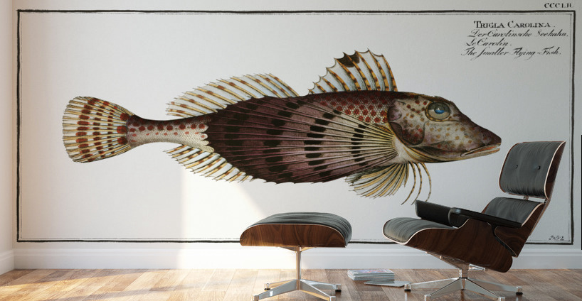 Smaller Flying-Fish Trigla Carolina Wall Murals