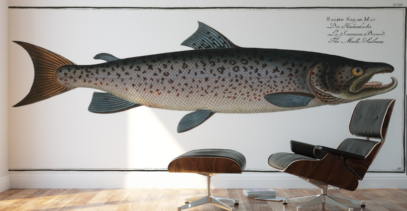 Male-Salmon Salmo Salar Mas Wall Murals