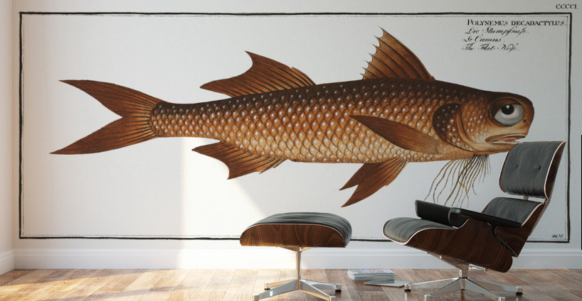 Flat-Nose Polynemus decadactylus Wall Murals