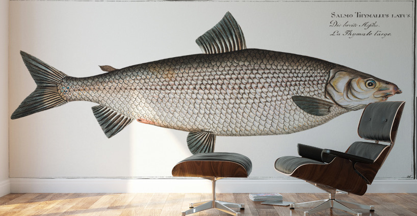 Broad-Gwiniad Salmo Thymallus latus Wall Murals