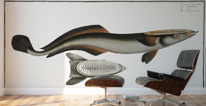 Sucking-Fish Echeneis Neucrates Wall Murals