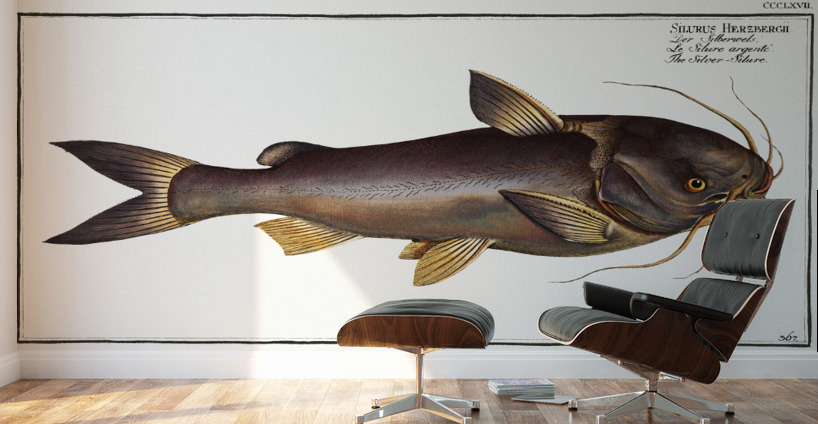Silver-Silure Silurus Herzbergii Wall Murals