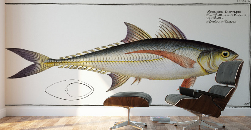 Rottlers Mackrel Scomber Rottleri Wall Murals