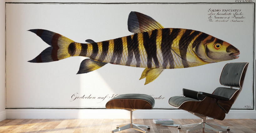 Streaked Salmon Salmo fasciatus Wall Murals