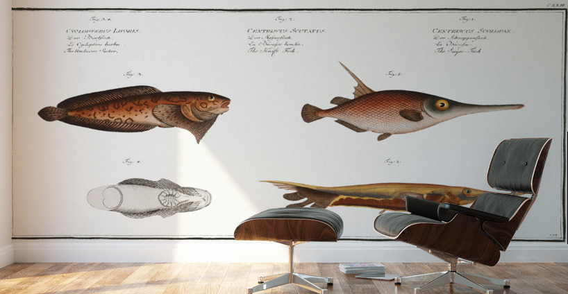 1. Snipe-Fish Centriscus Scolopax 2. Knife Fish Centriscus Scutatus 3. 4. Unctuous Sucker Cyclopterus Liparis Wall Murals