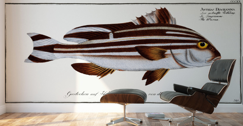 Warna Anthias Diagramma Wall Murals