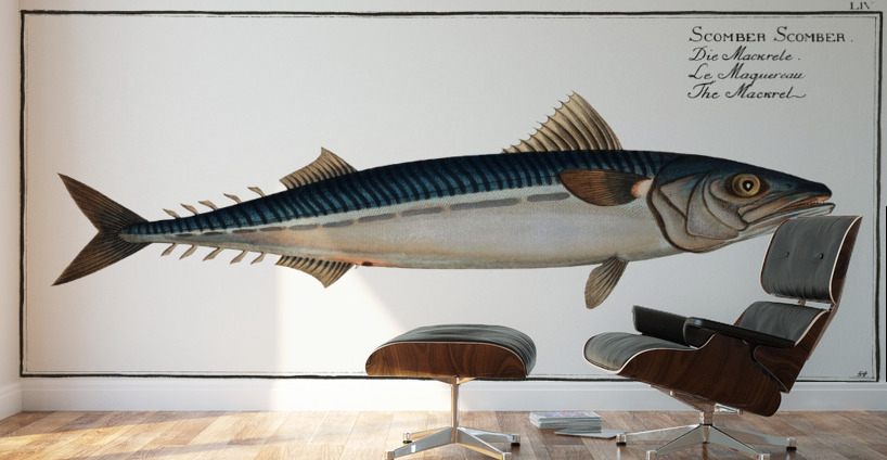 Mackrel Scomber Scomber Wall Murals