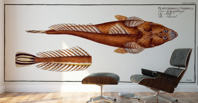 Shovel Platycephalus Spathula Wall Murals