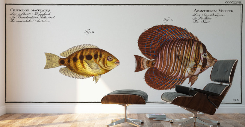 1. Sail Acanthurus Velifer 2. Maculated Chetodon Chaetodon maculatus Wall Murals