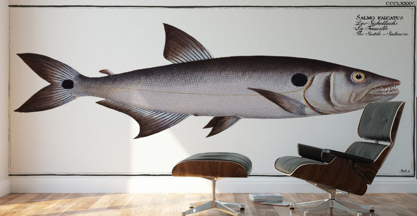 Sickle-Salmon Salmo falcatus Wall Murals