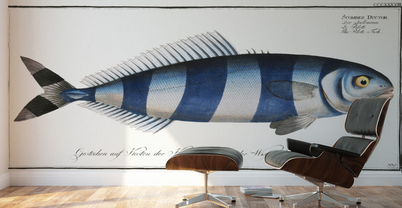 Pilote-Fish Scomber Ductor Wall Murals