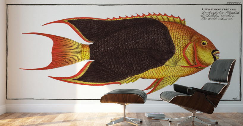 Treble-coloured Chaetodon tricolor Wall Murals
